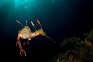 Weedy Seadragon