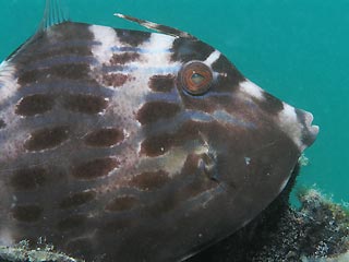 Leatherjacket