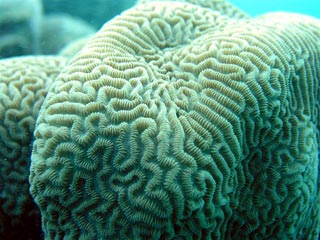 Brain Coral