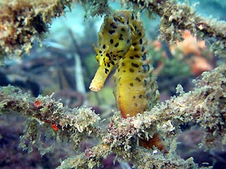 Manly Seahorse