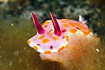 Ceratosoma amoena