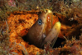 Moray Eel