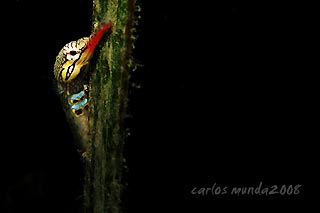 Peeping Pipefish