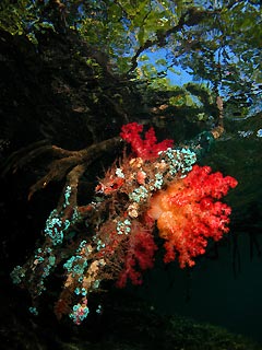 Blue Water Mangroves