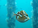 Busselton Leatherjacket