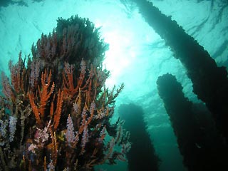 Busselton Jetty