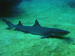 White-tip Reefshark