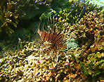 Sulawesi Lionfish