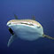 Encounter with a Whaleshark at North Stradbroke