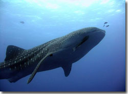 A Whaleshark at North Stradbroke Island, Queensland, Australia