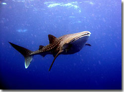 A Whaleshark at North Stradbroke Island, Queensland, Australia