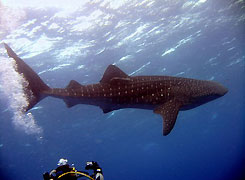 A Whaleshark at North Stradbroke Island, Queensland, Australia