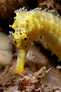 Yellow thorny seahorse