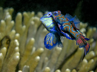 Mandarin Fish Mating