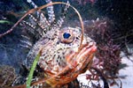 Gurnard Perch