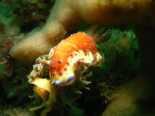 Chromodoris collingwoodi