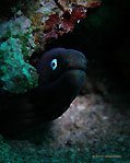 White-eyed Moray