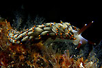 Nudibranch