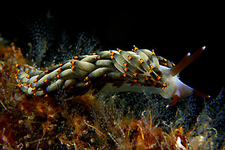 Nudibranch