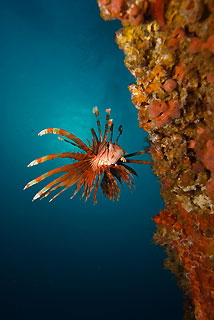 Lionfish