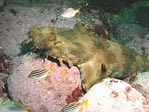 Wobbegong Shark in the wild