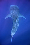 Whale Shark Descends