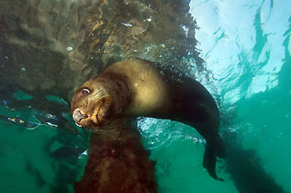 Fur Seal