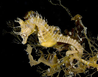 Short-headed Seahorse