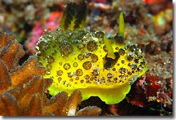 A Doris s.p not yet described, Lembeh Strait, Sulawesi, Indonesia