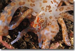 An Imperial Shrimp scavenging on a solar-powered nudibranch, Phylodesmiums, Lembeh Strait, Sulawesi, Indonesia