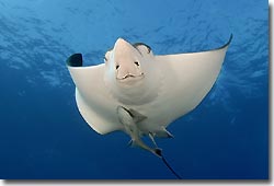 White-spotted Eagle Ray, Julian Rocks, Byron Bay, Australia