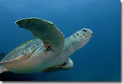 Green Turtle cruising, Julian Rocks, Byron Bay, Australia