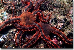 Brittlestars coming out to play at night. Byron Bay, Australia