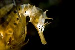 Pot-bellied Seahorse