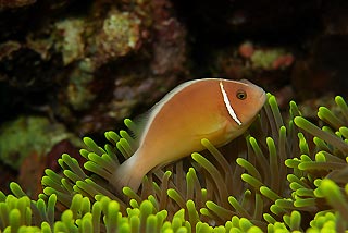 Anemonefish