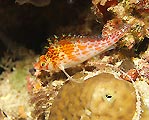 Hawkfish Posing