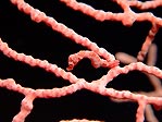 Pygmy Seahorse