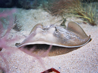 Fiddler Ray