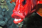 Squirrelfish