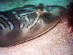 Fiddler Ray close