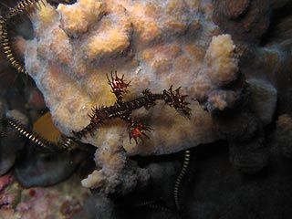 Ghostpipefish