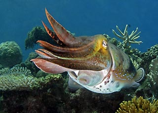 Cuttlefish