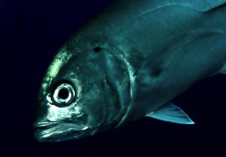 Big Eye Trevally