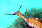 Weedy Seadragon