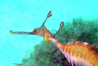 Weedy Seadragon