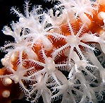 Coral Polyps