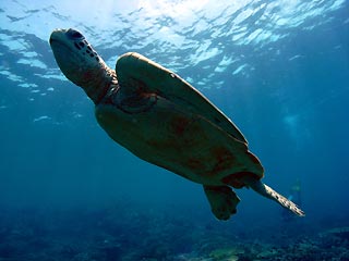 Green Turtle