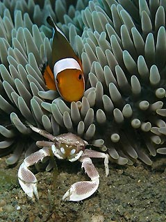 Clownfish