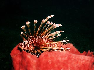 Lionfish