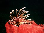 Lionfish